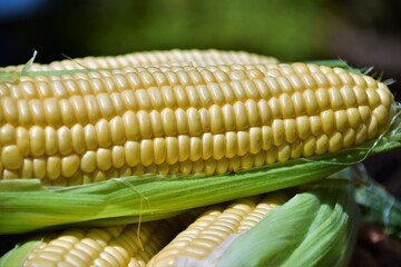 close up of corn