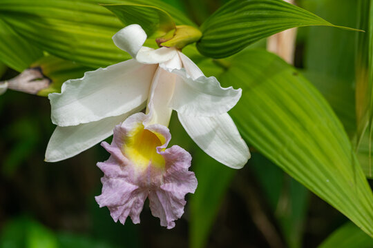Sobralia mirabilis orchid blooming, with green leaves background