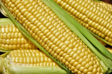 corn on the cob