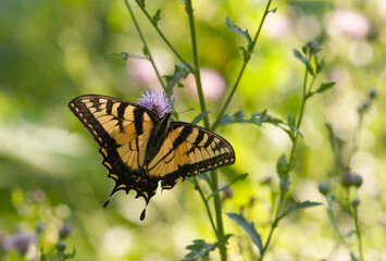 Fototapeta na wymiar Yellow Tiger Swallowtail Butterfly