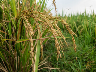 rice fields with yellowing rice ready to be harvested.