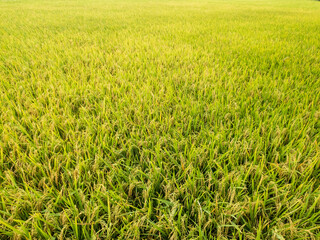 rice fields with yellowing rice ready to be harvested.