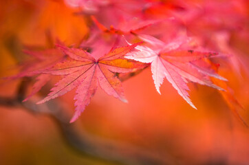 autumnal background, slightly defocused red maple leaves