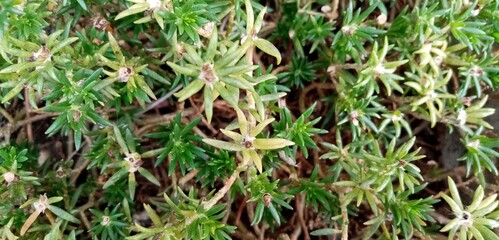 close up of green grass