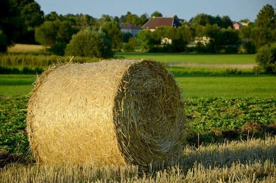 beautiful summer landscape straw ball in the field