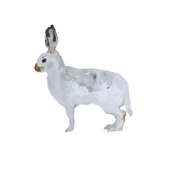 Watercolor wild hare hand drawn illustration isolated on white background.