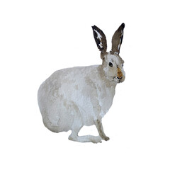 Watercolor wild hare hand drawn illustration isolated on white background.