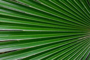Obraz premium Green palm leaf texture, close view