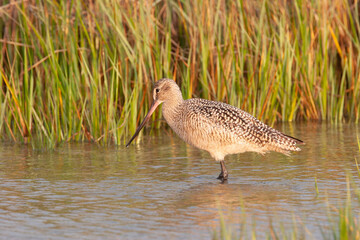 Marbled Godwit on Beach