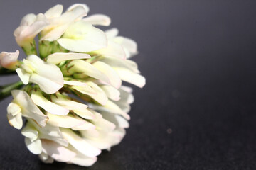 clover in the grass - white clover flower, close up view