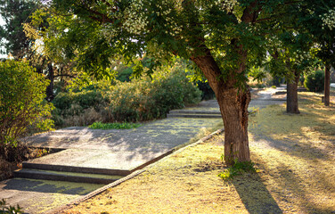 Beautiful park with trees at sunset