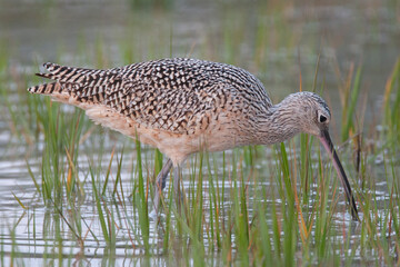 Marbled Godwit on Beach
