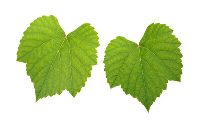 Naklejka na ściany i meble Green grape leaves on white