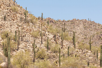 Fototapeta premium Saguaro cactus in Arizona
