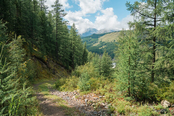 Fototapeta na wymiar Difficult mountain road, green forest, summer view