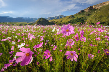 Beautiful pink and white cosmos flowers. Eastern Free State. South Africa.