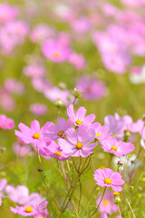 Fototapeta premium Beautiful pink and white cosmos flowers. Eastern Free State. South Africa.