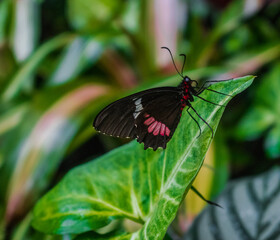 Naklejka premium Parides iphidamas butterfly, the Iphidamas cattleheart or Transandean cattleheart