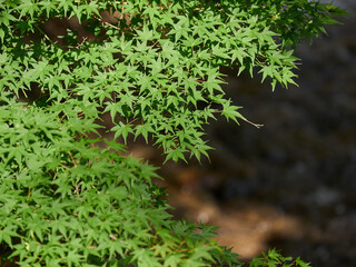 真夏、緑色のかえで  牛伏川に架かる連岳橋の近く 長野県松本市