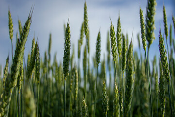 winding country road in cloudy weather