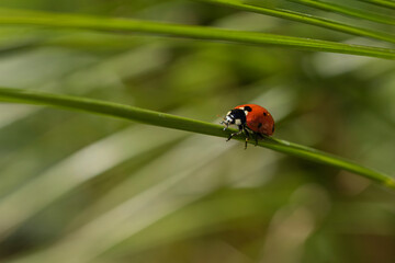  ladybug on a long grass