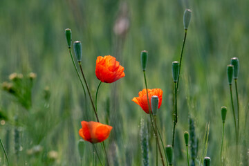 Field with wild red poppies flowers