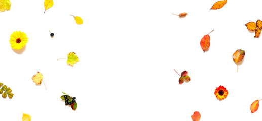 Colorful Autumn leaves,berries and calendula flowers frame on the white background. Harvest concept flat lay. Copy space