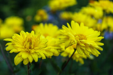 Blooming summer yellow chrysanthemums in a flower bed