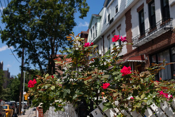 Fototapeta na wymiar Beautiful Red Rose Bush in a Garden with a Row of Townhouses in Astoria Queens New York during Summer