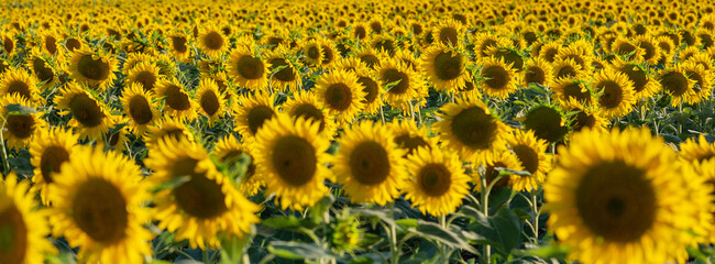 wide angle view panorama of sunflower field with rows in summer day