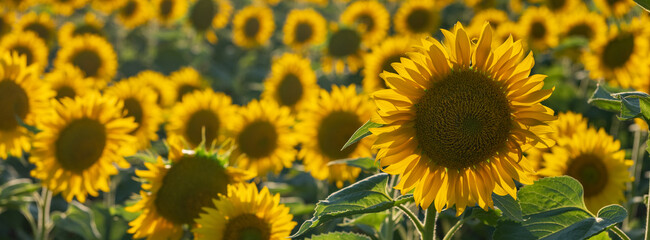 Fototapeta na wymiar panoramic close up view to sunflower in row with blurring background
