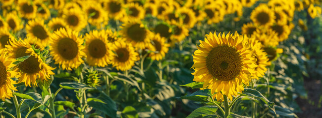 Fototapeta na wymiar panoramic view of one sunflower in close up view in row