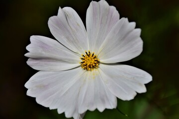 Obraz premium white flower