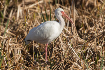 Fototapeta premium Adult White Ibis in Florida marsh