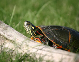 Fototapeta premium Painted Turtle on grass in park