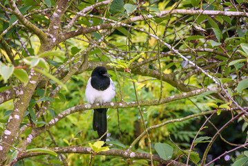 Black-billed magpie bird resting on tree branch seen from front in summer