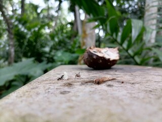 insects eating ripe fruit