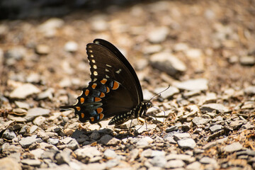 butterfly on the ground