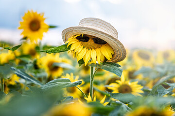 Sonnenblume mit Strohhut und Sonnenbrille