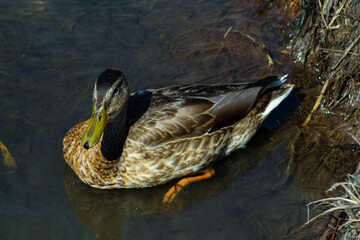 Beautiful wild duck swimming in the lake on the street, duck in the water