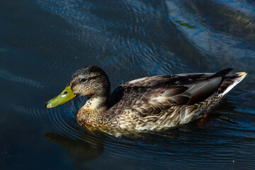 Beautiful wild duck swimming in the lake on the street, duck in the water
