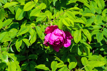 Pink Rose On The Branch In The Garden
