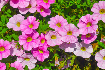 rosa pinkes - Blumenbeet 