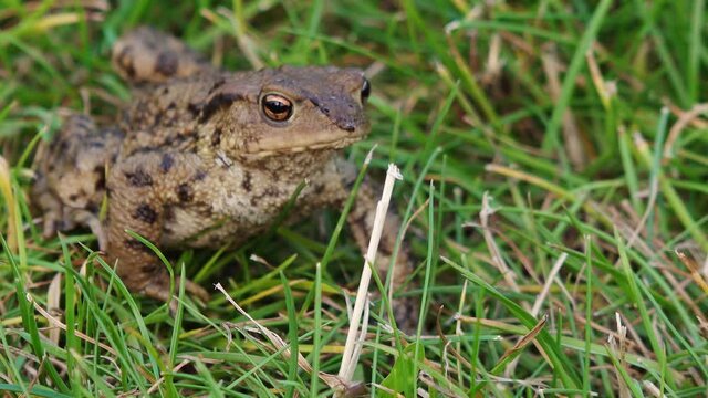 Common toad (Bufo bufo) sits on meadow
