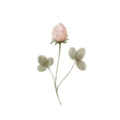clover flower isolated on white background. watercolor illustration of wildflowers.