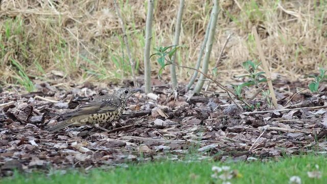 song thrush (turdus philomelos), bird sitting in natural environment and run away