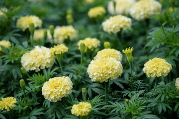 Cream-colored marigold flowers, Vanilla white