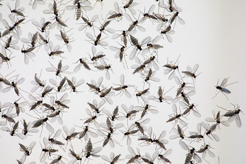 Tiny fungus gnats dead on water surface, houseplants parasitic flies