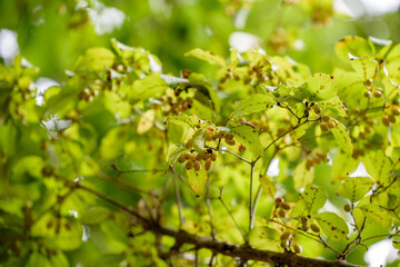 Fruit of cornus officinalis, Beginning ripe Japanese cornelian cherry, on the branch