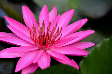 summer pink Lotus flower plants In swamp